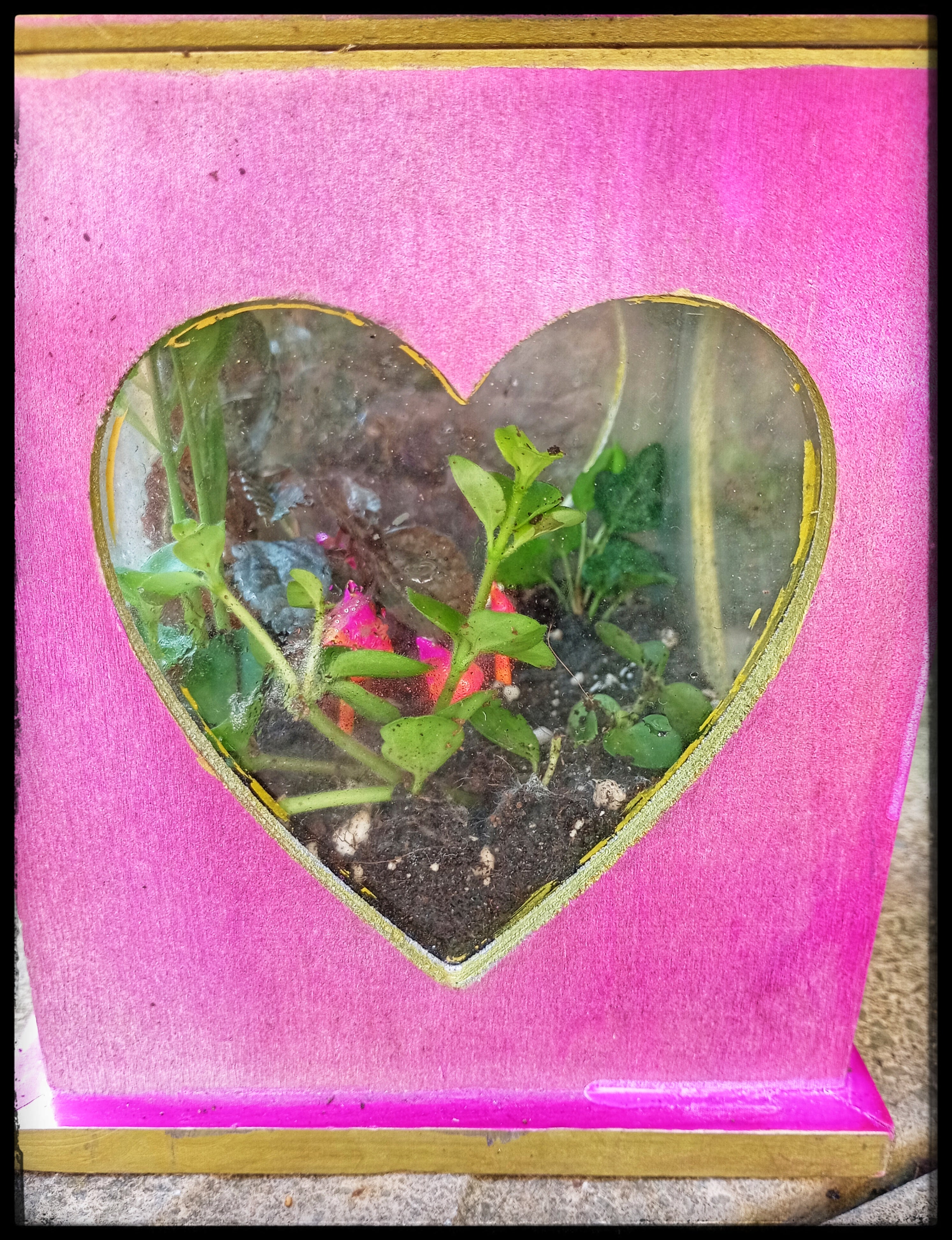 Pink Lantern Terrarium