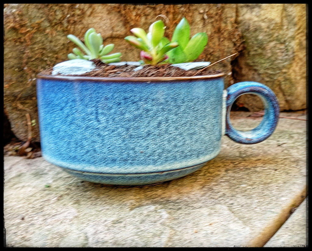 Succulent soup bowls