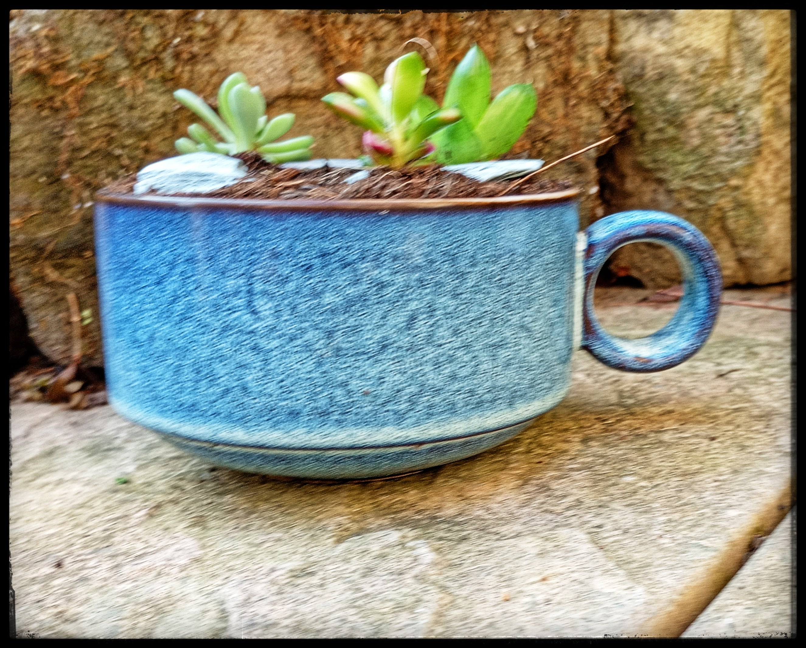 Succulent soup bowls