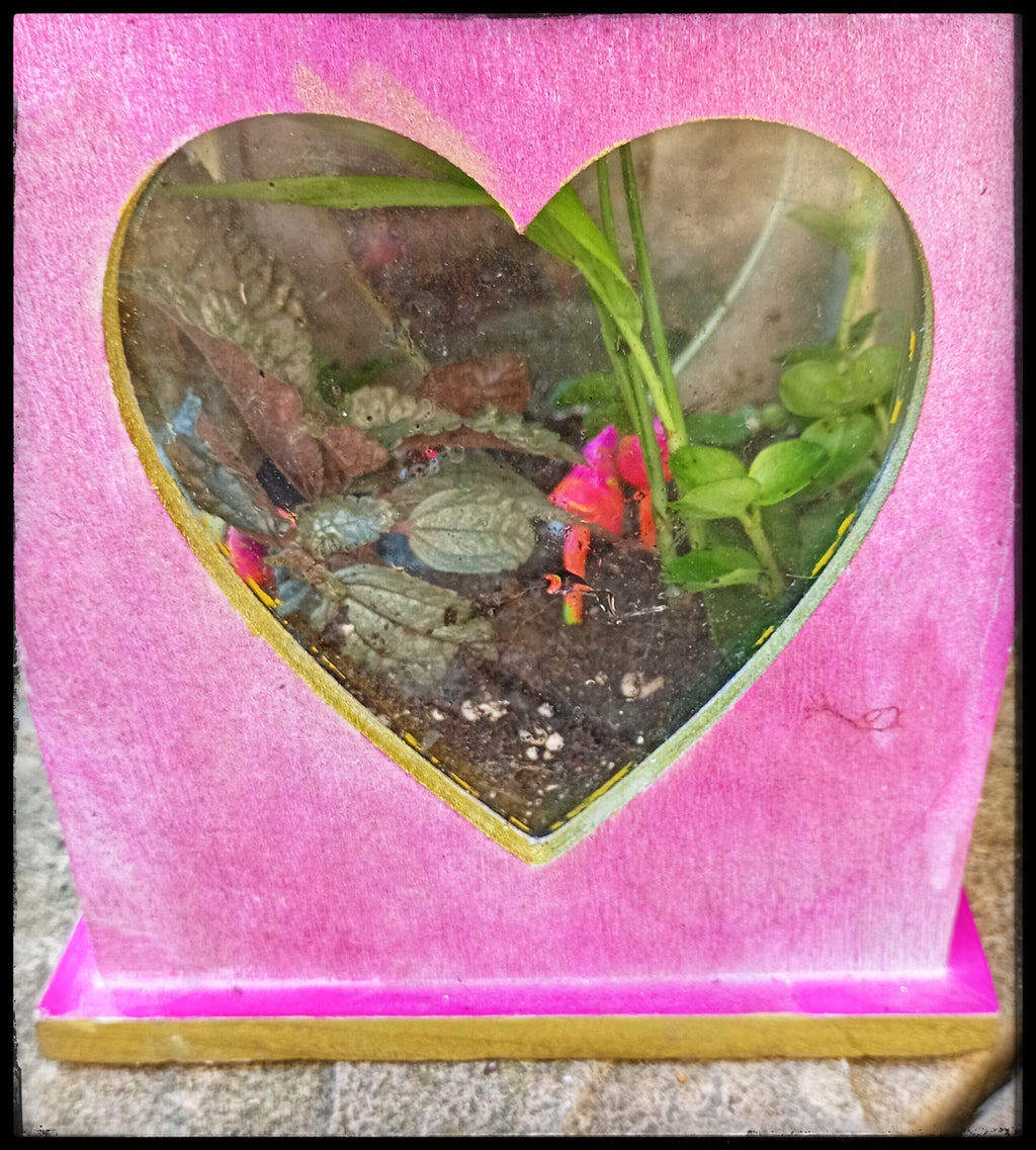 Pink Lantern Terrarium