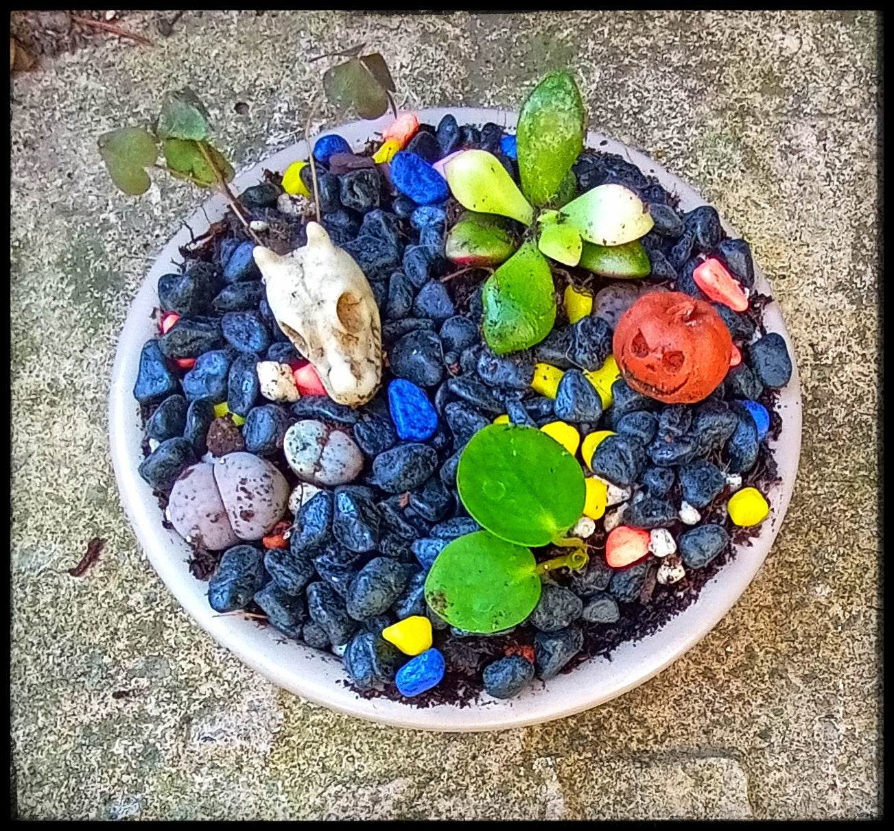 Tiny Halloween themed gardens