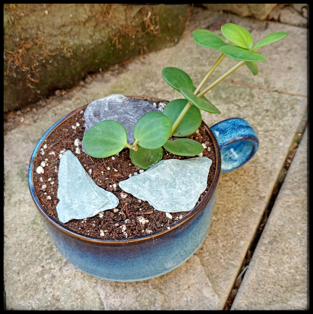 Succulent soup bowls