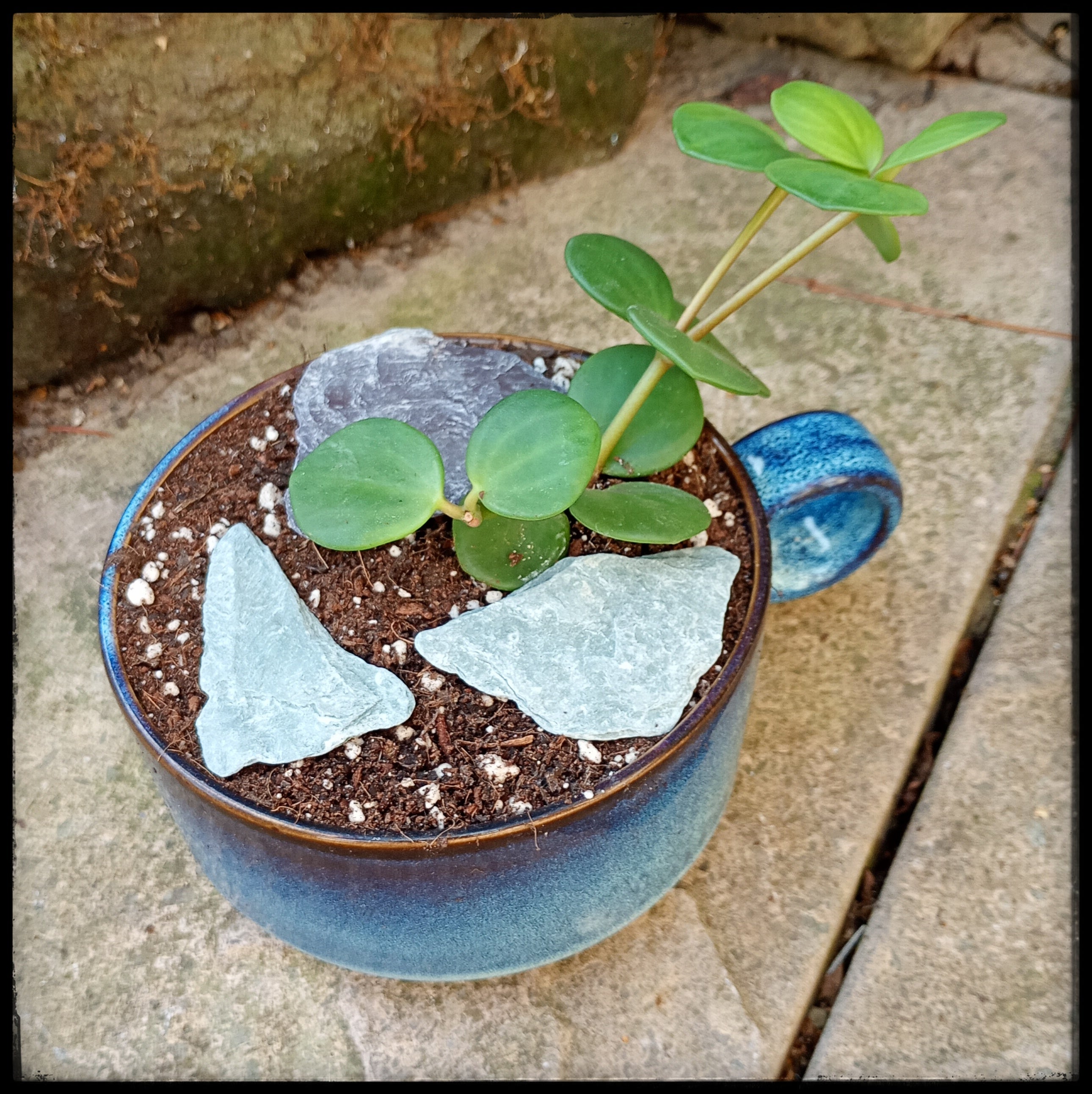 Succulent soup bowls
