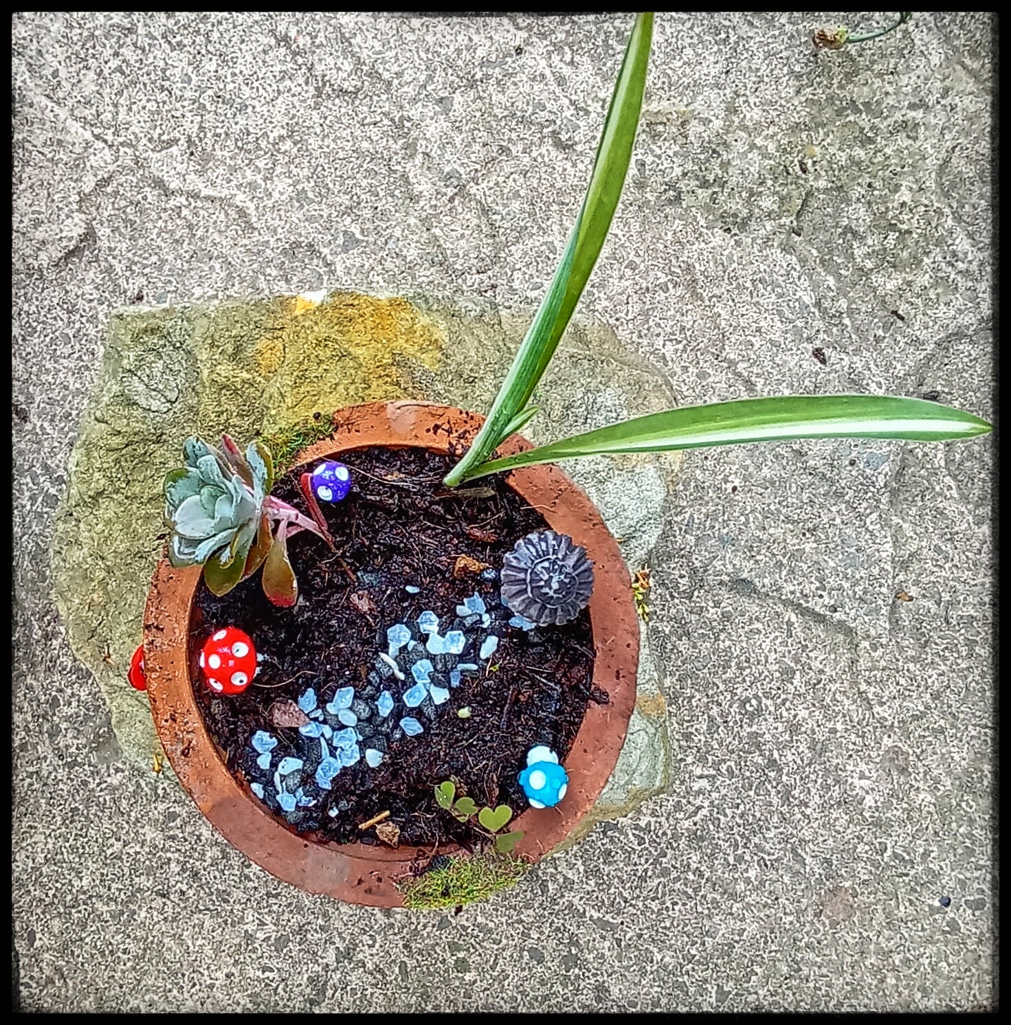 Tiny Toadstool House