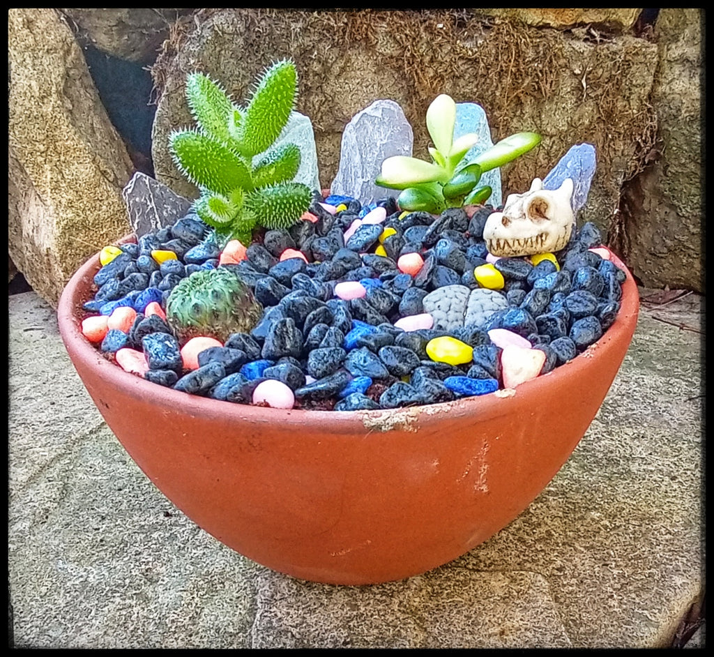 Fantasy Desert Garden