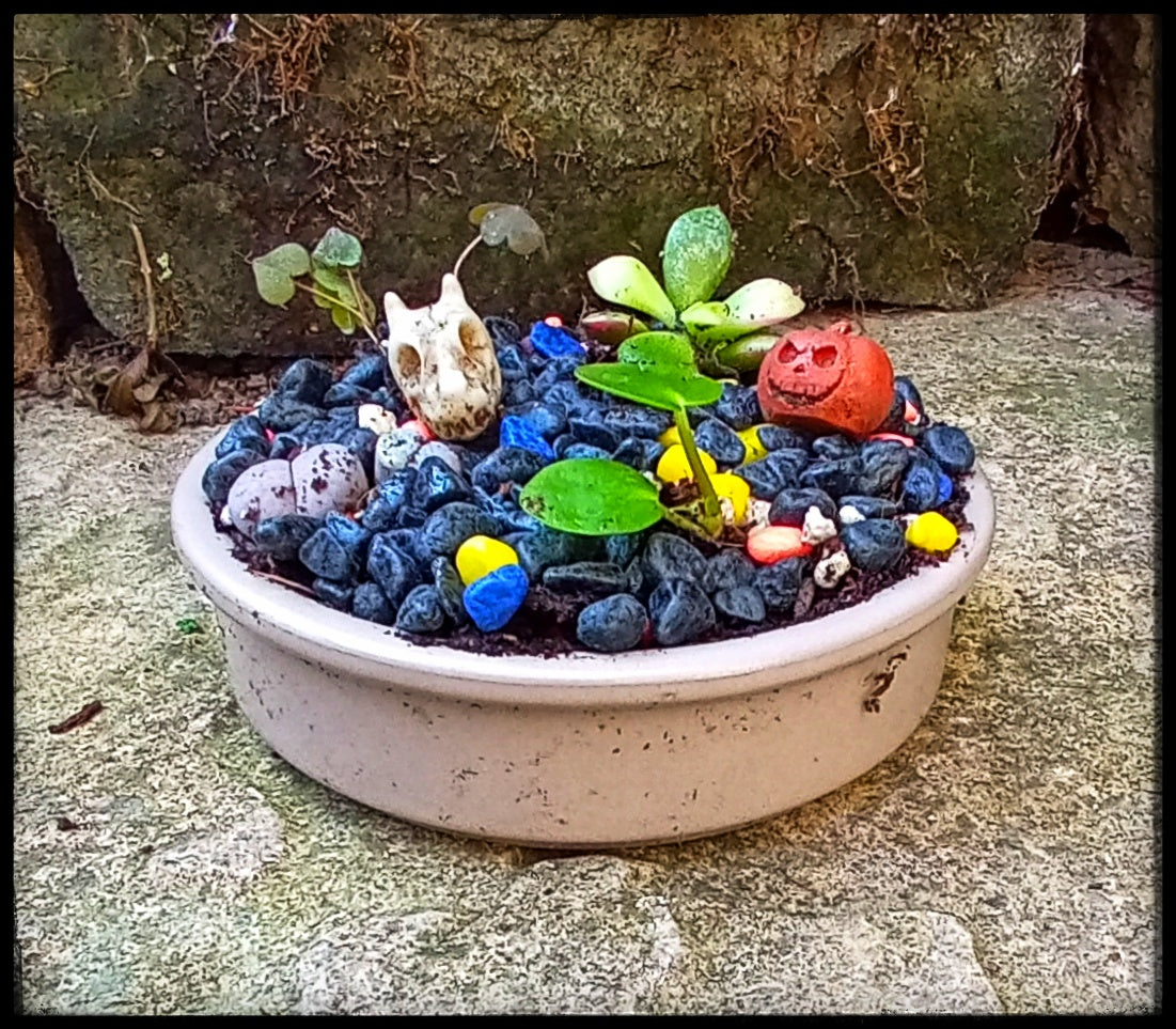 Tiny Halloween themed gardens