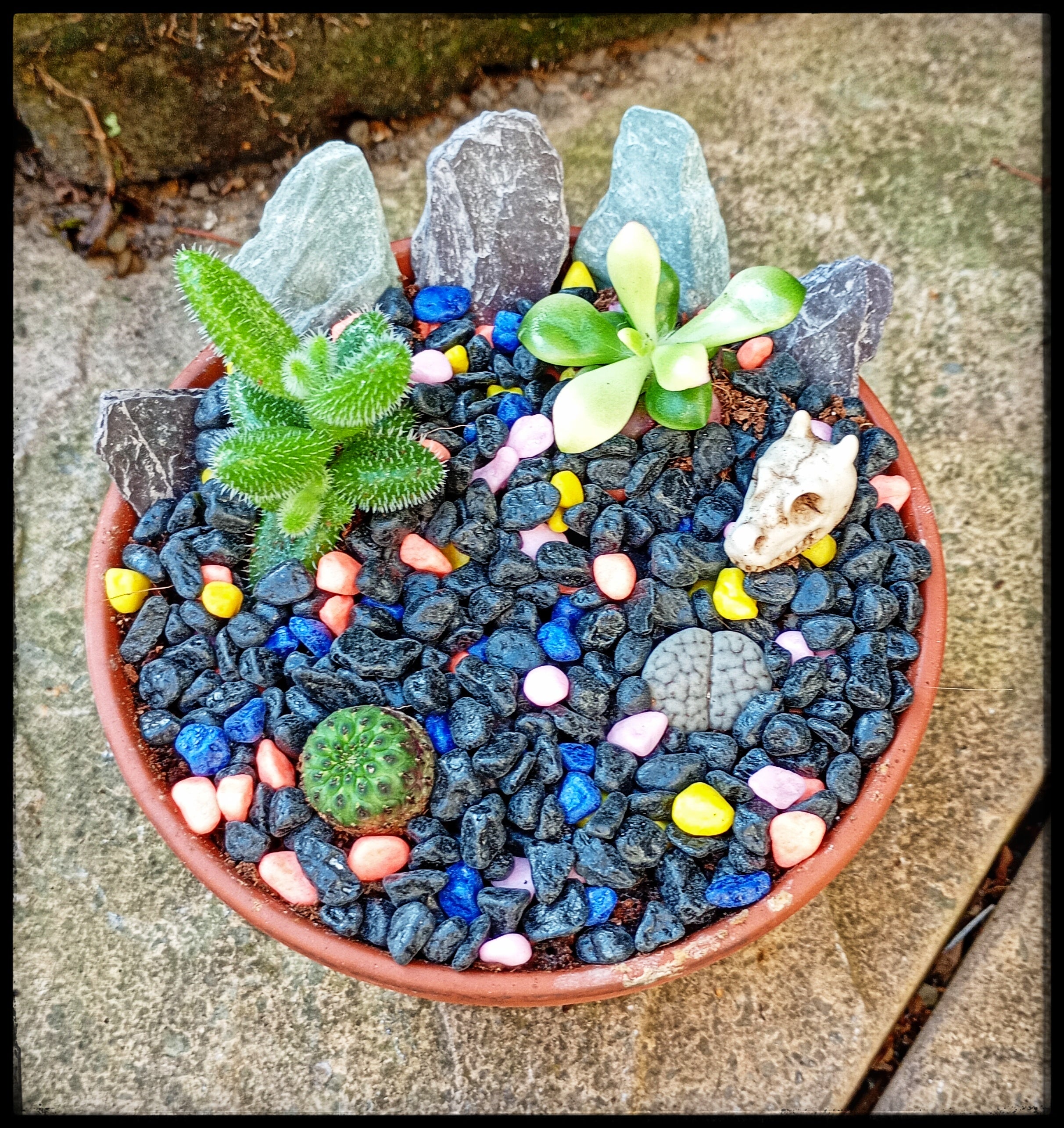 Fantasy Desert Garden