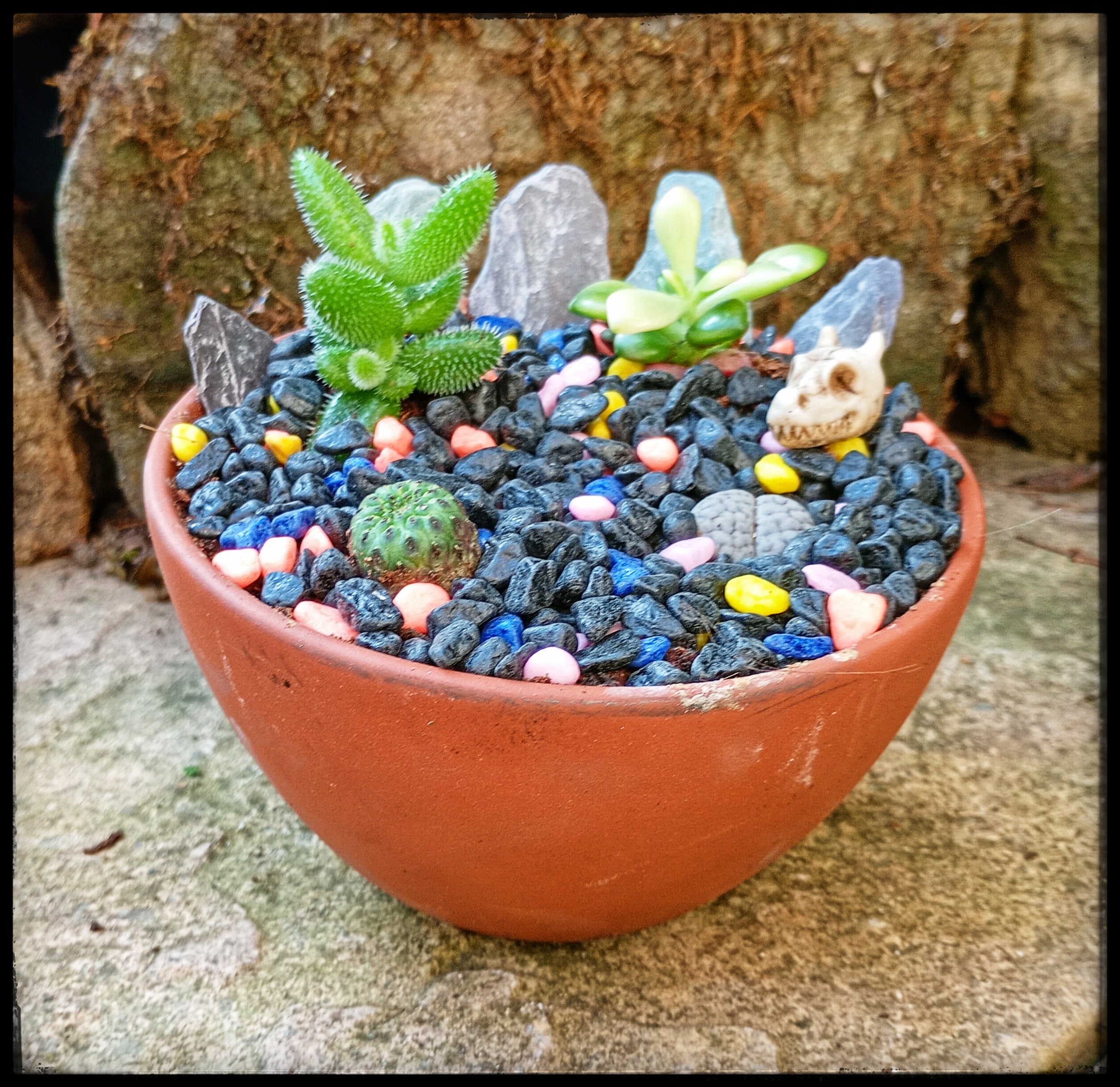 Fantasy Desert Garden