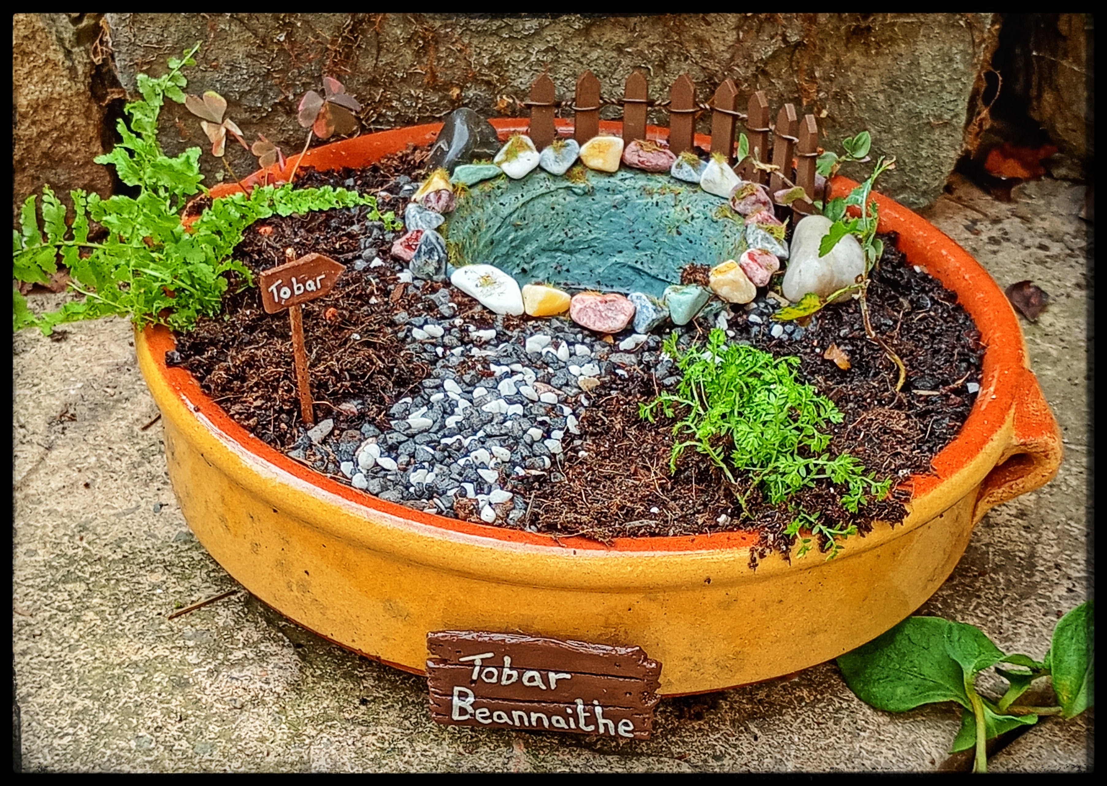 Sacred Well with Hawthorn sapling.