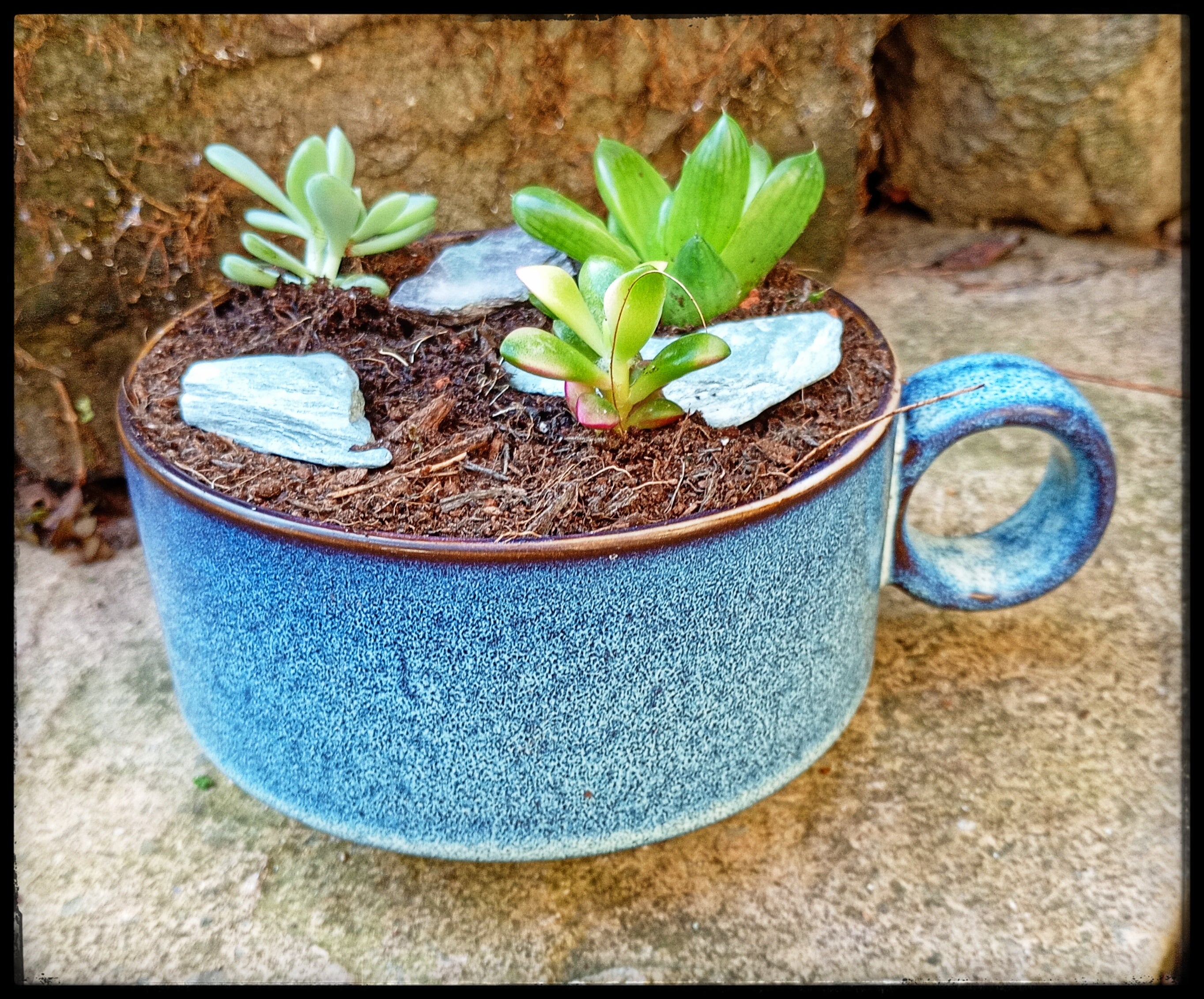 Succulent soup bowls