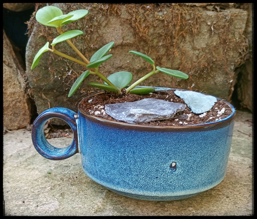 Succulent soup bowls