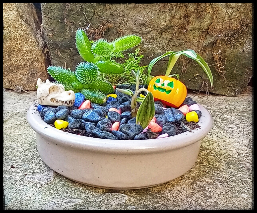 Tiny Halloween themed gardens