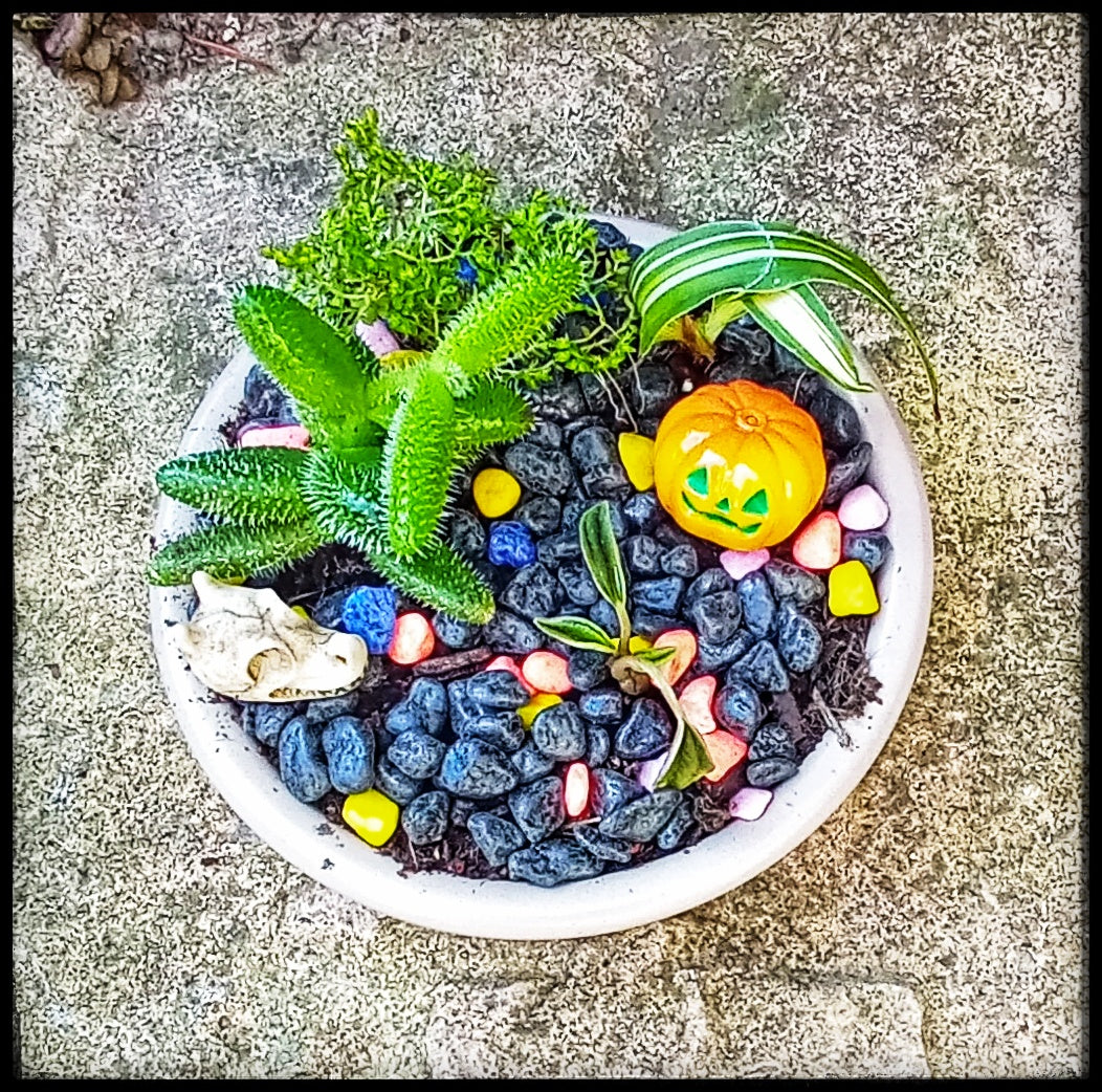Tiny Halloween themed gardens