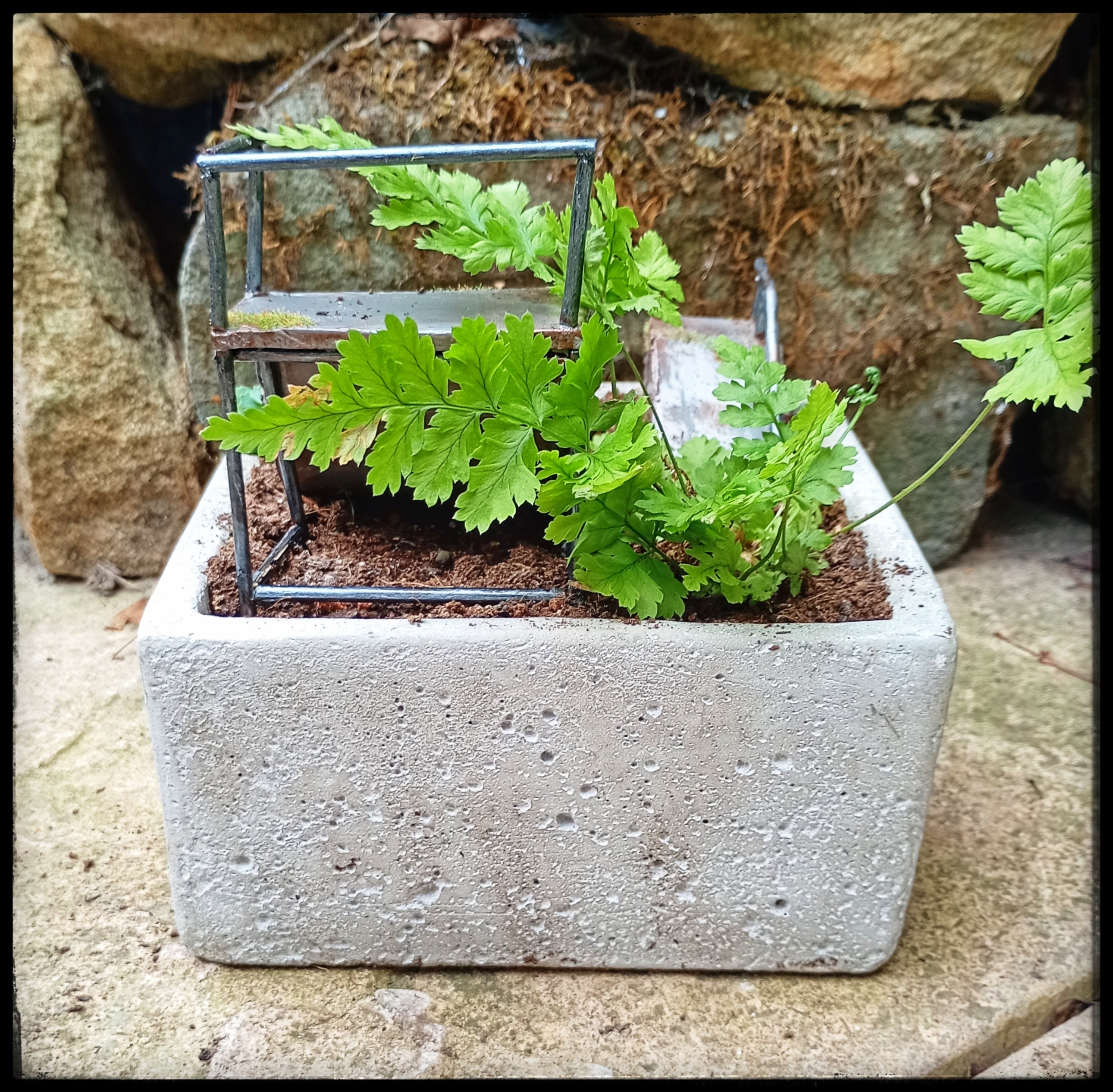Abandoned Skate Park Garden