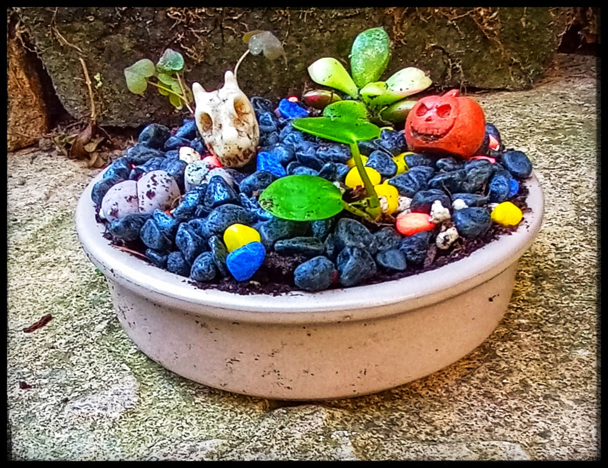 Tiny Halloween themed gardens