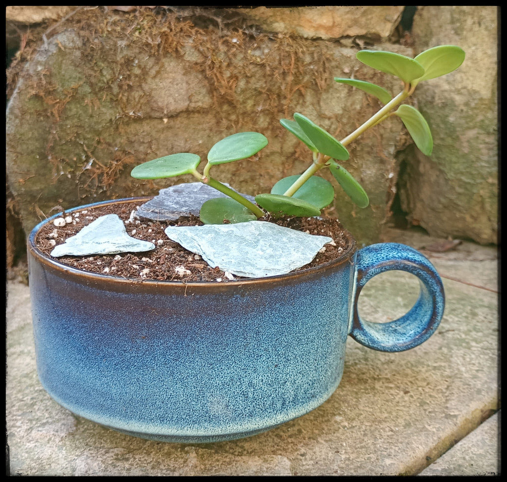 Succulent soup bowls