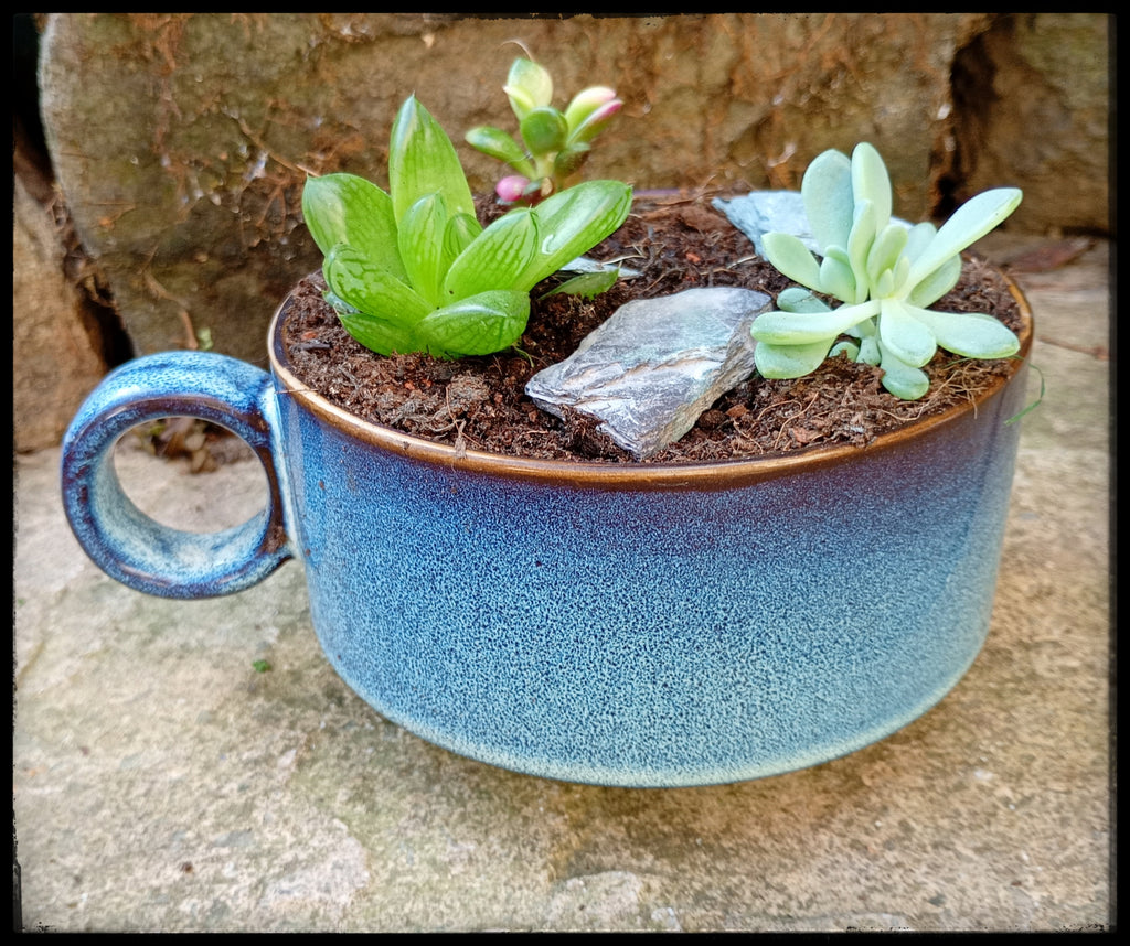 Succulent soup bowls