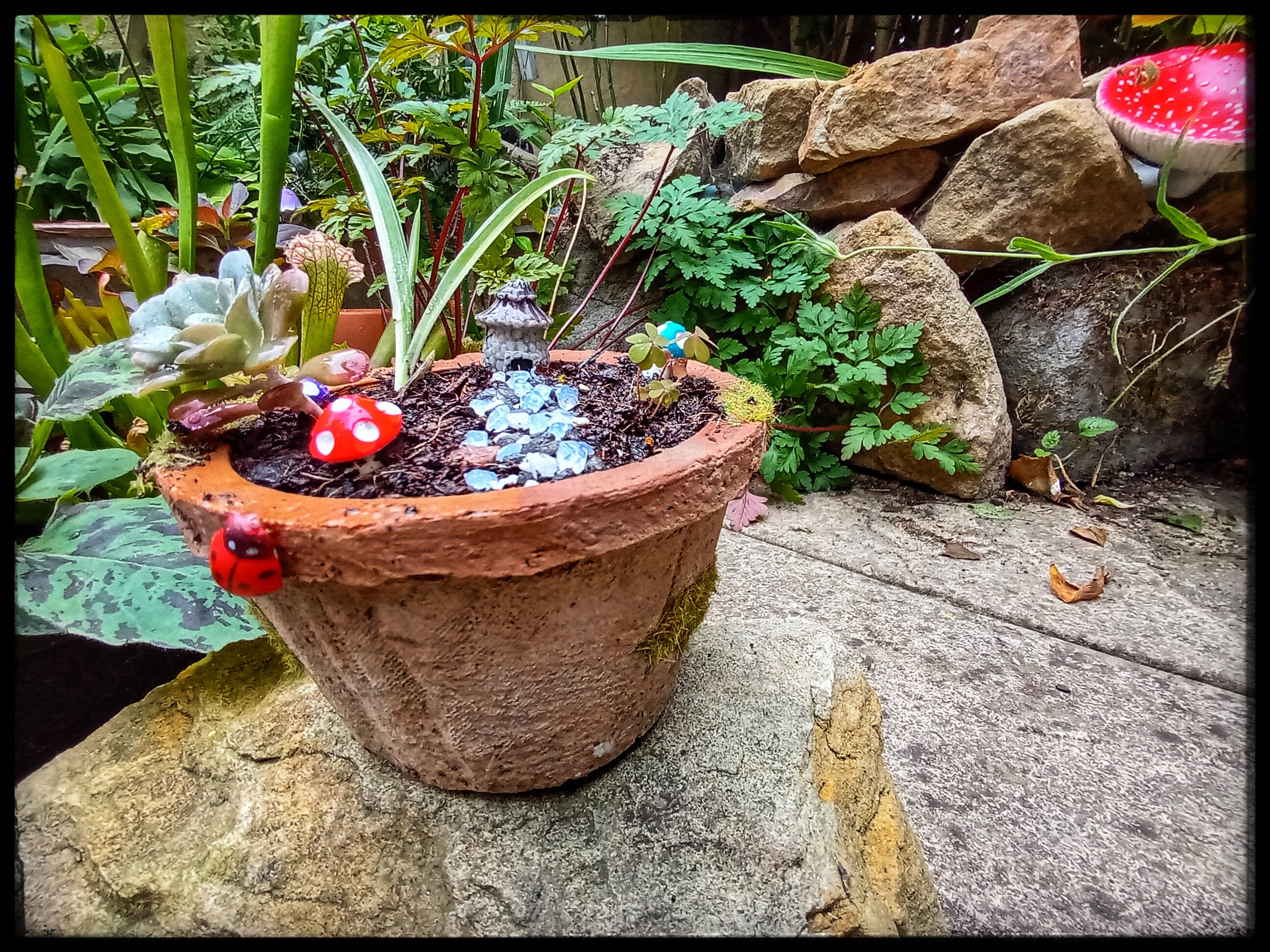 Tiny Toadstool House