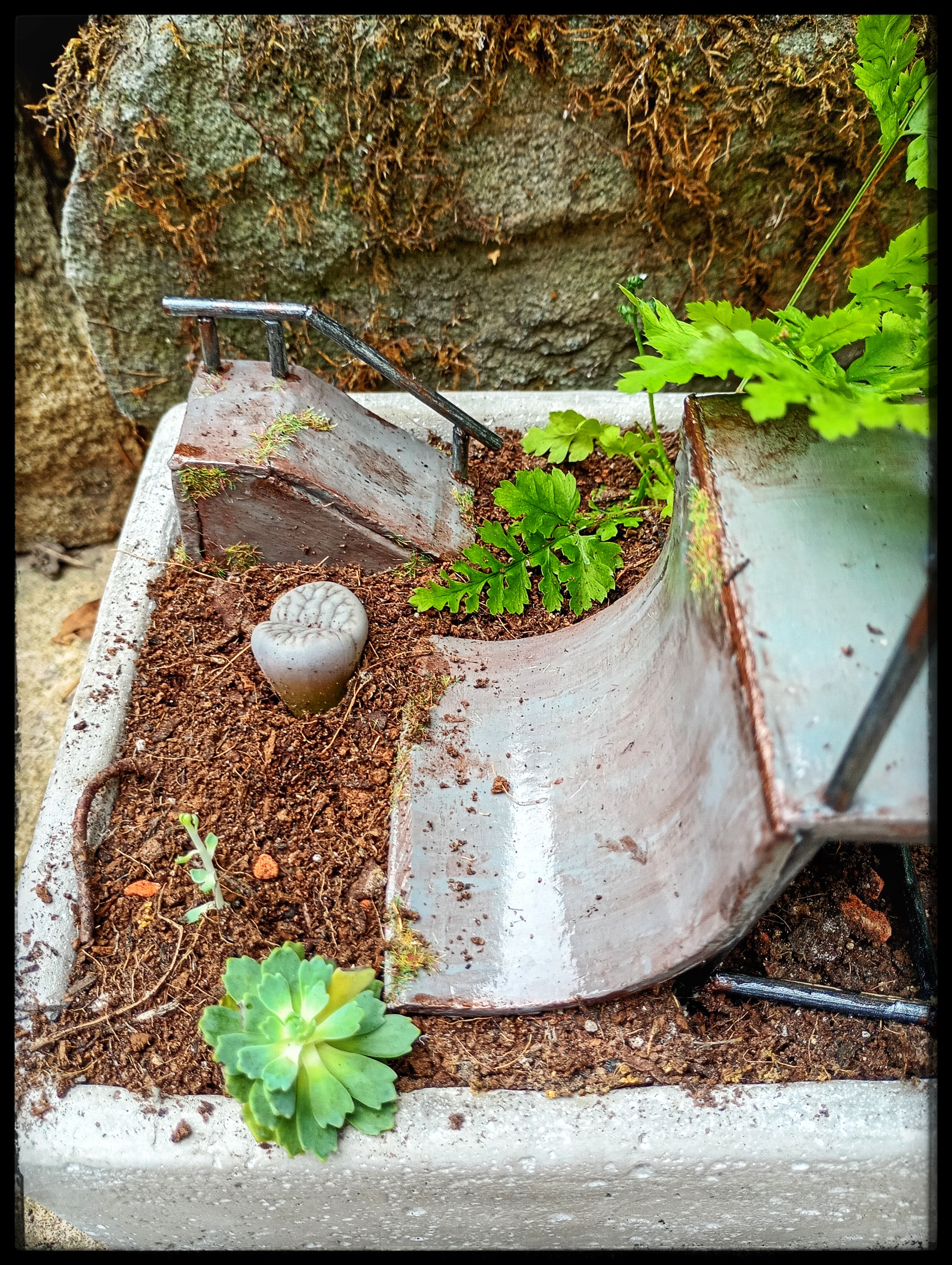 Abandoned Skate Park Garden