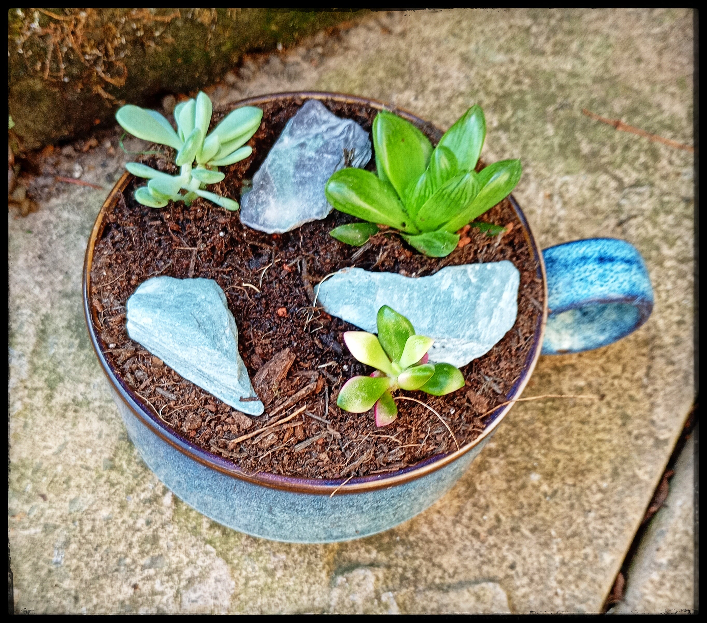Succulent soup bowls