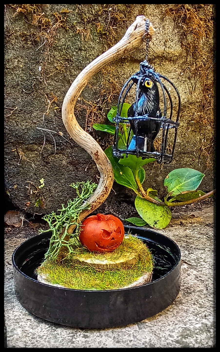 The Captured Raven, Halloween scene in cloche